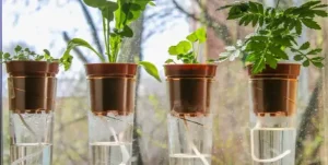 plantes en pots dans des vases en verre avec corde qui est imbibée d'eau