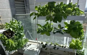 Système d'hydroponie vertical installé sur un balcon d'appartement pour la culture hors-sol de salades et légumes.