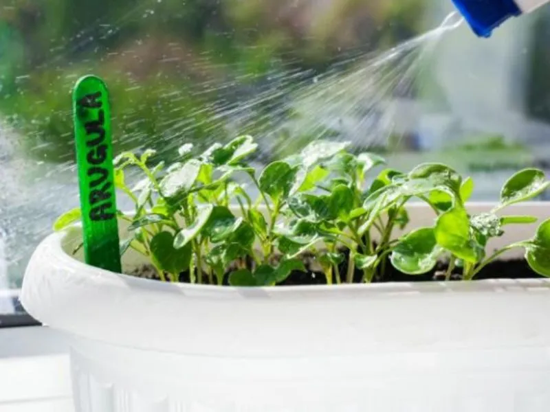Arrosage de jeunes pousses de salades et roquette dans un potager de balcon en ville.
