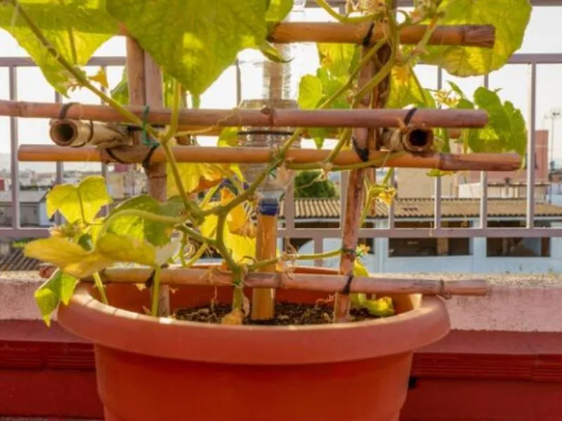 Plant de tomates cerises sur tuteur en bambou cultivé en pot sur une terrasse.