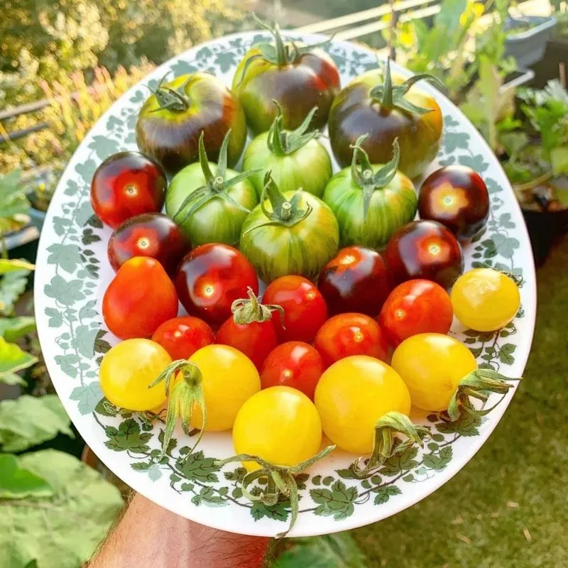 Récolte de tomates anciennes de variétés et couleurs différentes présentées dans une assiette.