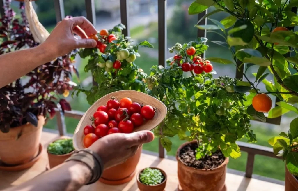 Récolte manuelle de tomates cerises rouges cultivées en pot sur un balcon ensoleillé.