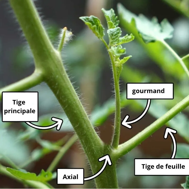 Schéma explicatif pour identifier et tailler un gourmand sur un plant de tomate de balcon.
