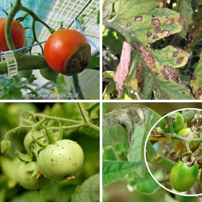 Symptômes des maladies de la tomate : mildiou sur les feuilles et pourriture apicale ou cul noir sur le fruit.