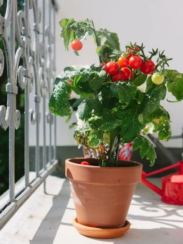 Plant de tomate cerise en pot de terre cuite cultivé sur un balcon en ville.