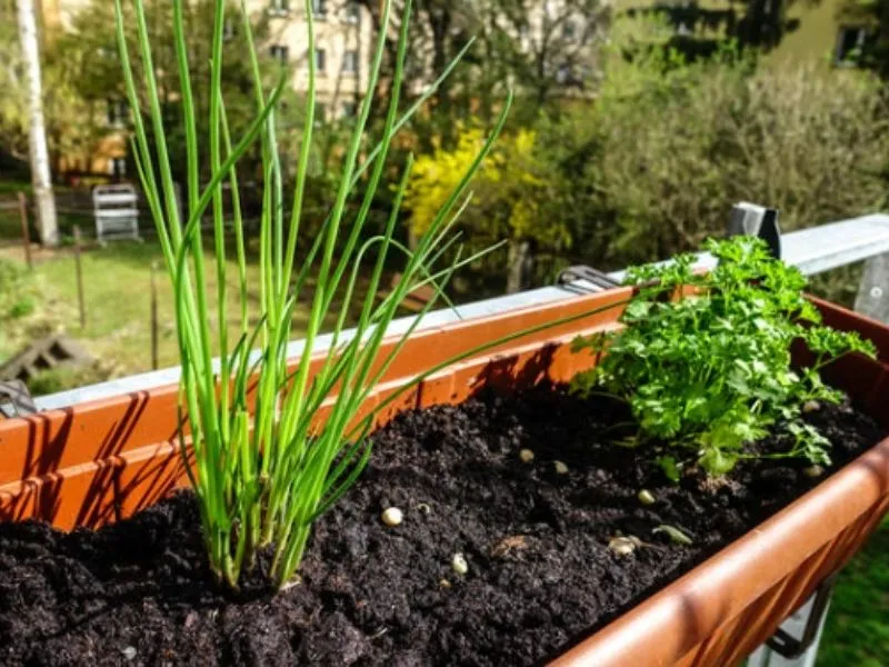Plant de ciboulette fraîche cultivé dans une grande jardinière de balcon en plastique marron.