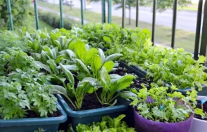 Culture de légumes feuilles et épinards dans des bacs potagers en plastique sur un garde-corps de balcon.