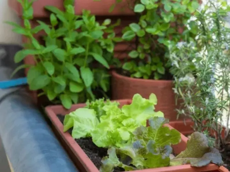 Plantation de salades vertes et herbes aromatiques dans des jardinières sur un balcon urbain.