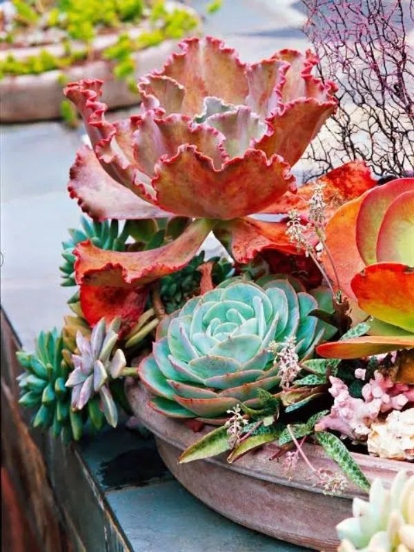 Plante grasse décorative pour aménagement de balcon plein soleil