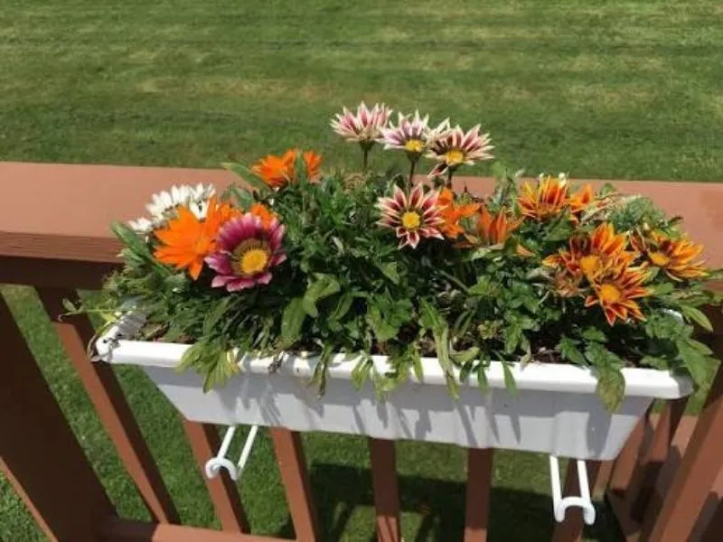 Composition florale Gazania en jardinière pour balcon urbain plein soleil