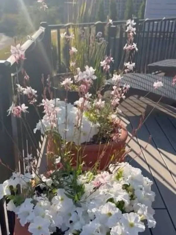 Jardinière de balcon fleurie avec Gaura pour exposition ensoleillée