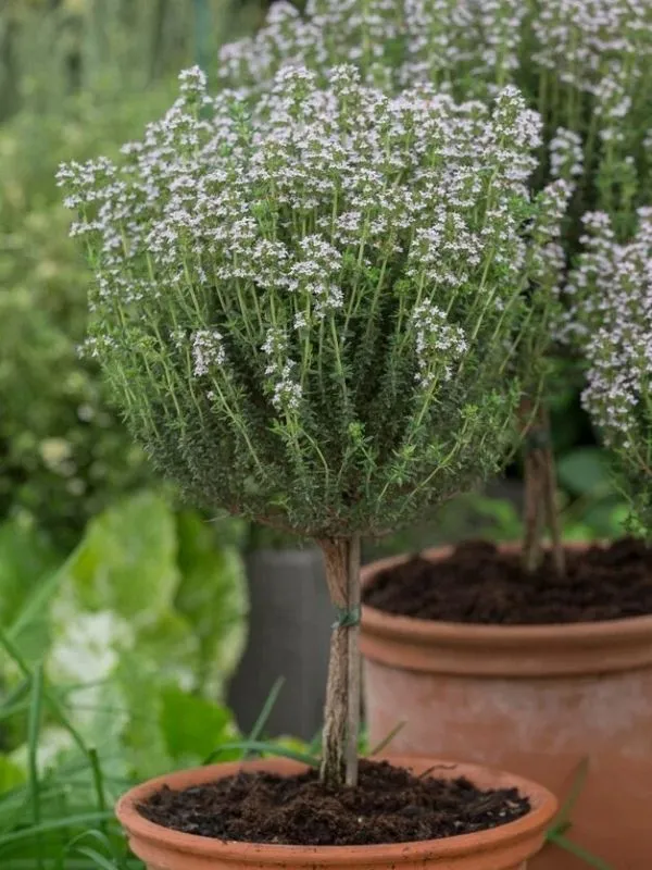 Thym en pot pour balcon style méditerranéen et jardin d'herbes aromatiques
